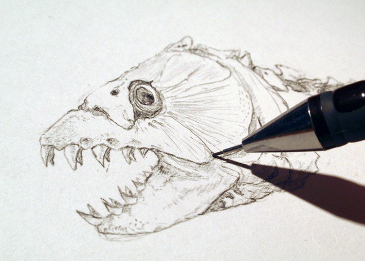 tiger fish head