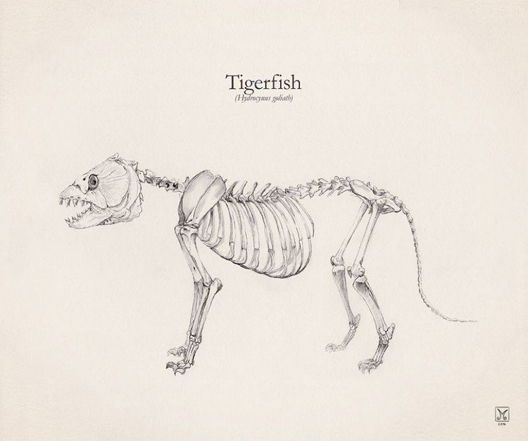 tigerfish