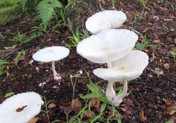 toadstools