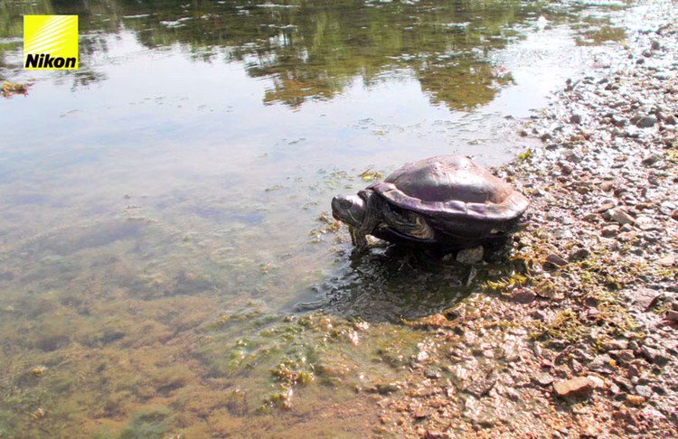 tortoise river