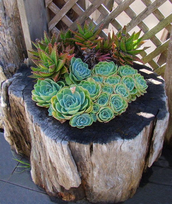 tree-stump-planter-cactus