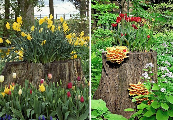 tree-stump-planter-daffodils