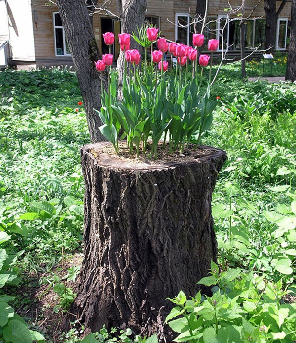 tree-stump-planter-tulips