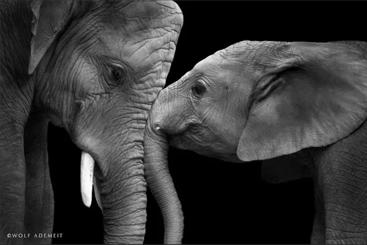 Elephants Love To Be Part Of A Family And These Photos Prove It By