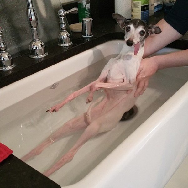 zappa-italian-greyhound-bath