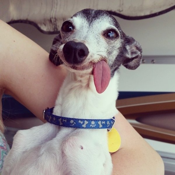 zappa-italian-greyhound-collar