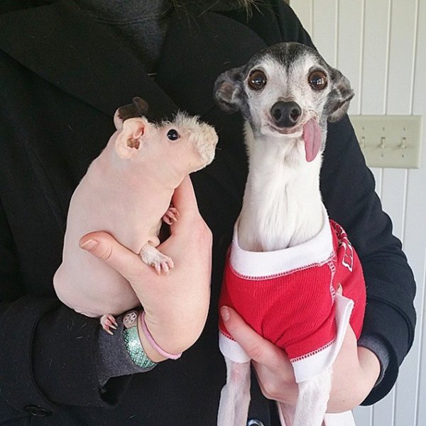 zappa-italian-greyhound-pig