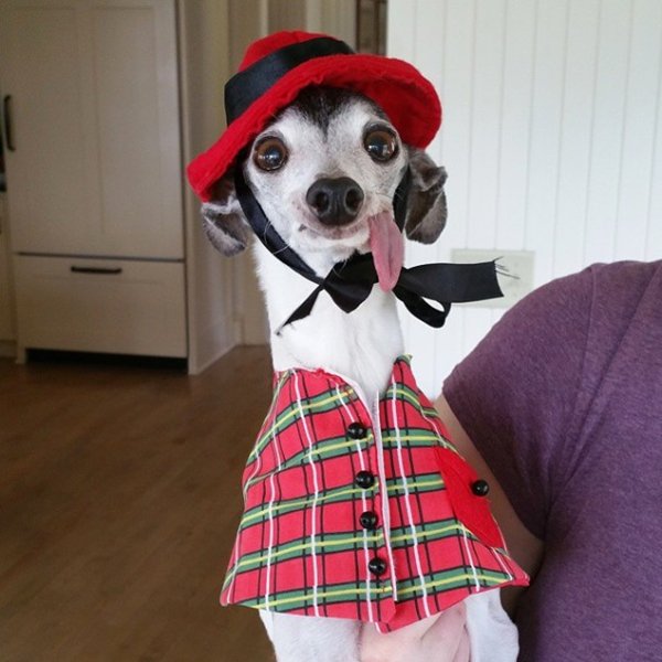 zappa-italian-greyhound-plaid