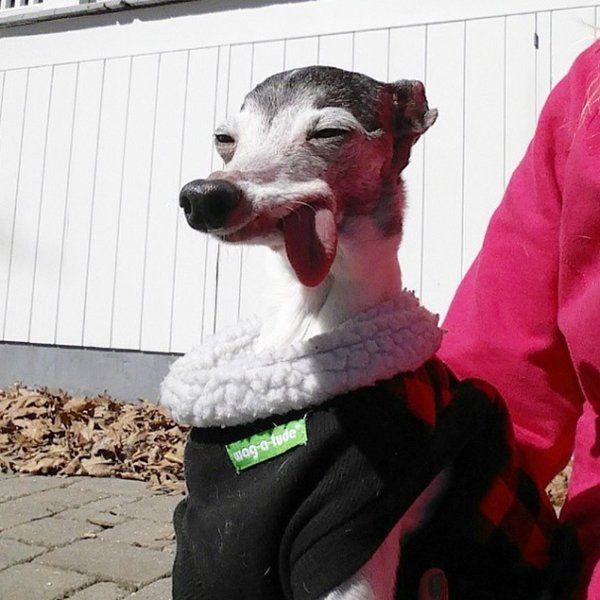 zappa-italian-greyhound