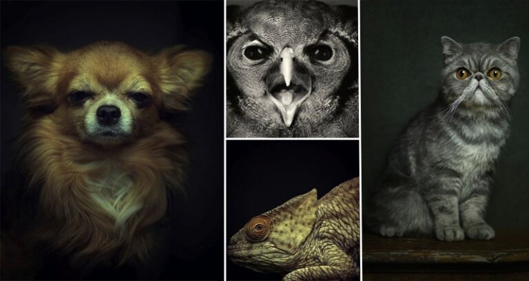 Animals Displaying Human Emotions By Photographer Vincent Lagrange Animals Displaying Human Emotions