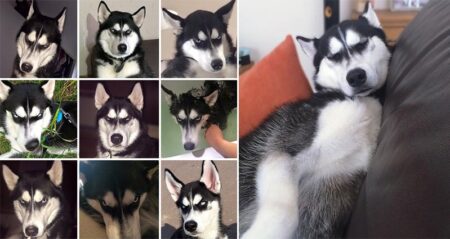 Anuko The Siberian Husky