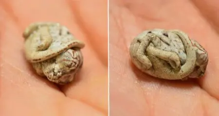 Baby Chameleon Doesnt Realize Hes Born