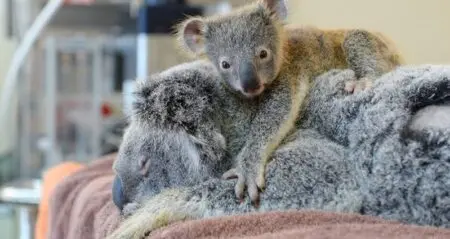 Baby Koala Is Inseperable From His Mom