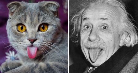 Cat Channels Einstein