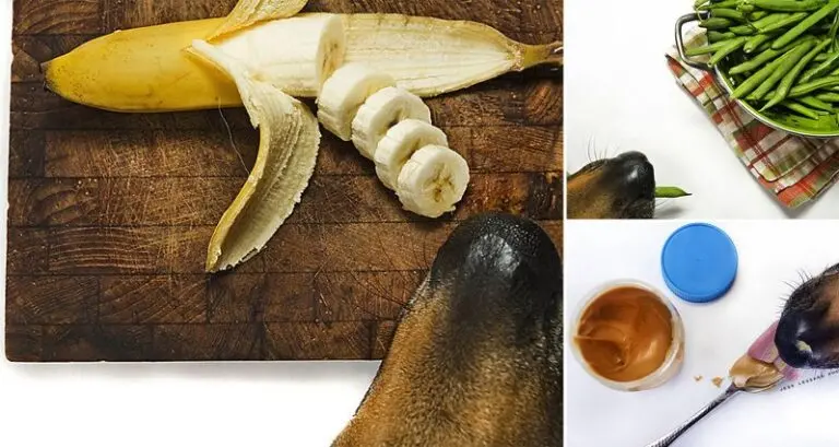 Dog Stealing Food Turned Into Photographic Art