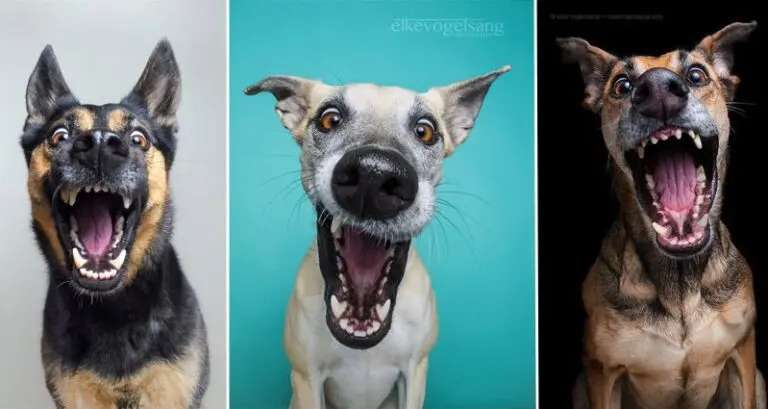 Expressive Doggy Portraits