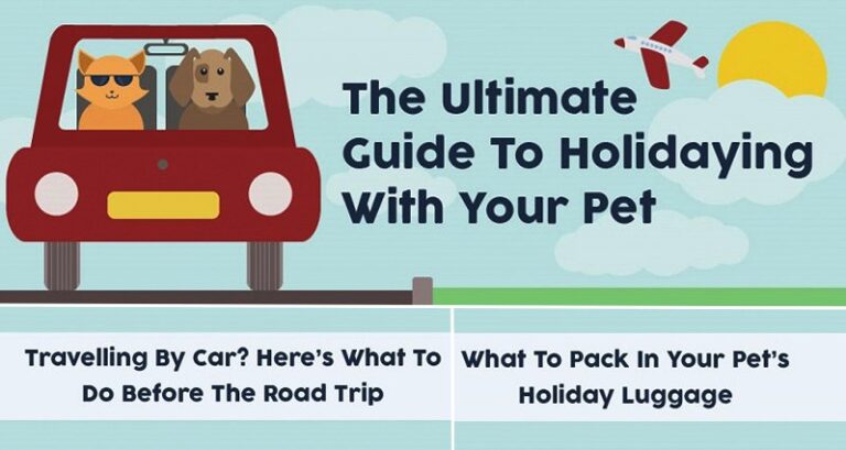 Guide To Traveling With Your Pet