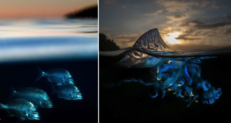 Half Underwater Photos Of Sea Creatures