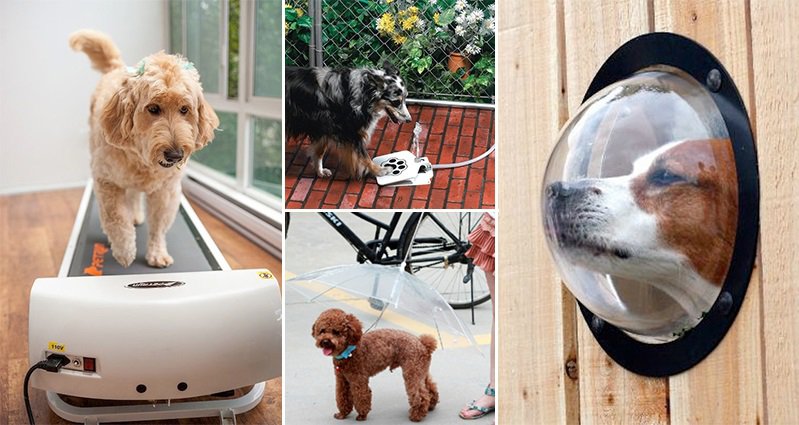 15 Pet Products That Are Truly Ingenious