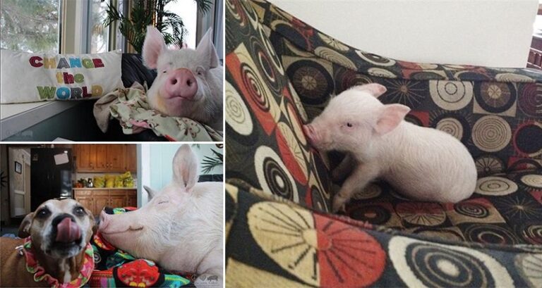 Mini Pig Wont Stop Growing