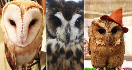 Owl Cafe Tokyo