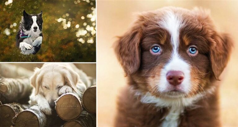 Photographer Alicja Zmyslowska Takes Adorable Images Of Cute Dogs