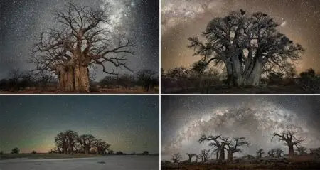Starlit Images Of Worlds Oldest Trees