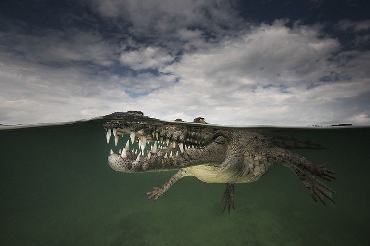 american crocodile