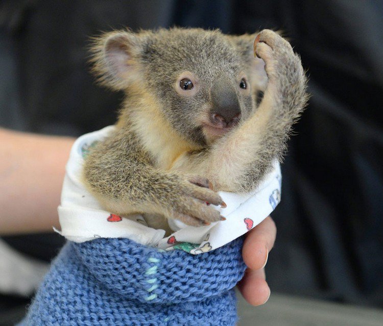 baby koala wrapped