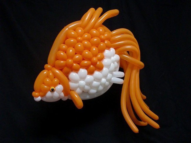 balloon fish
