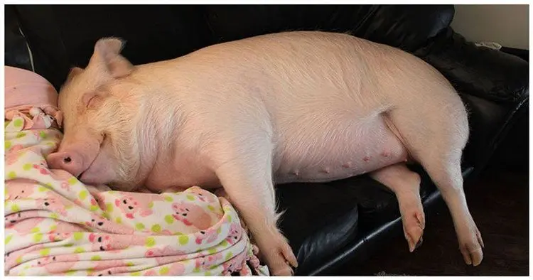 big pig sleeping