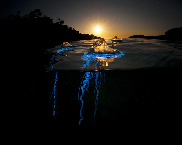blue clear jellyfish