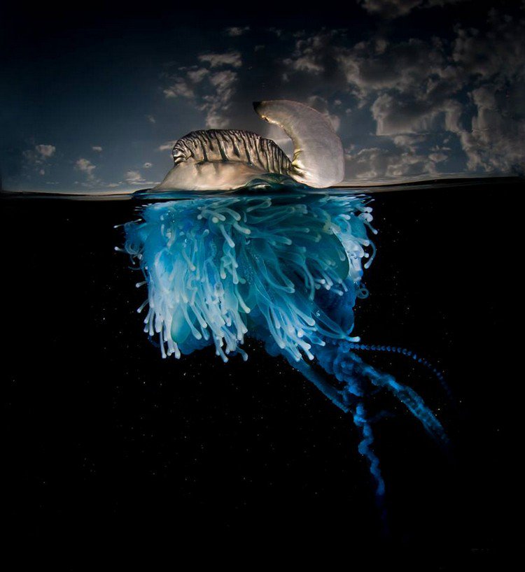 blue transparent jellyfish sky