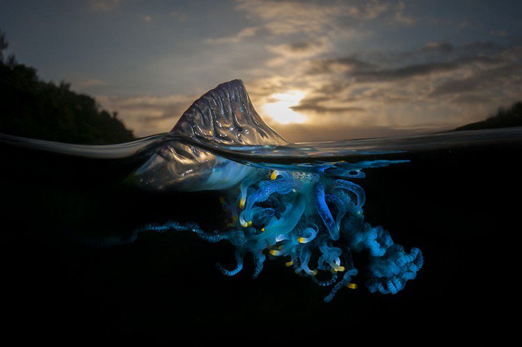 bluebottle cnidaria