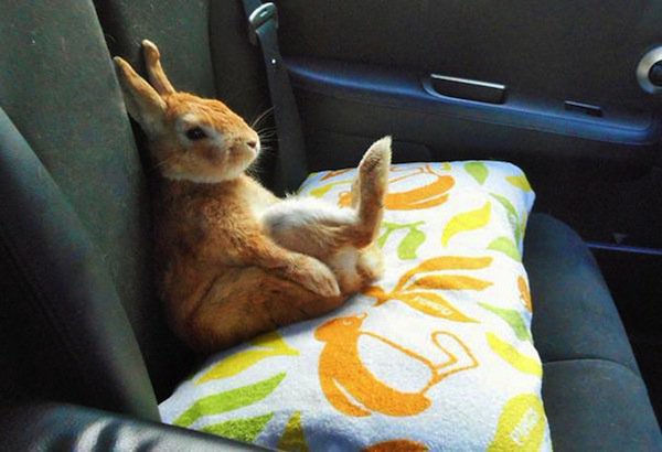 bunny-car-two
