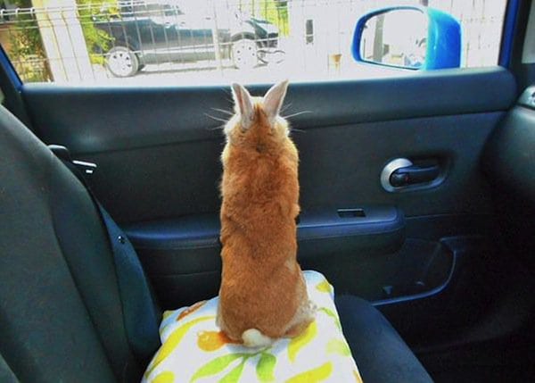 bunny-car