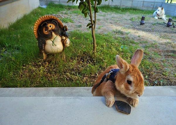 bunny-outside