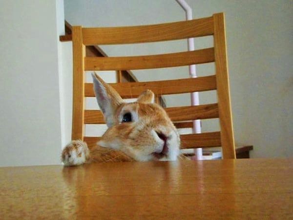 bunny-table-two
