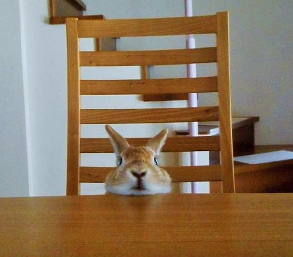bunny-table