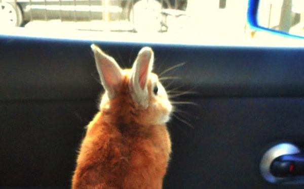 bunny-trip