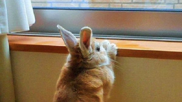 bunny-window-two