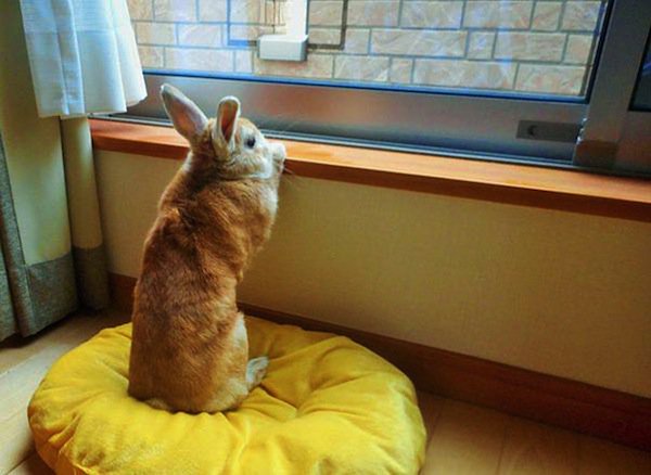 bunny-window