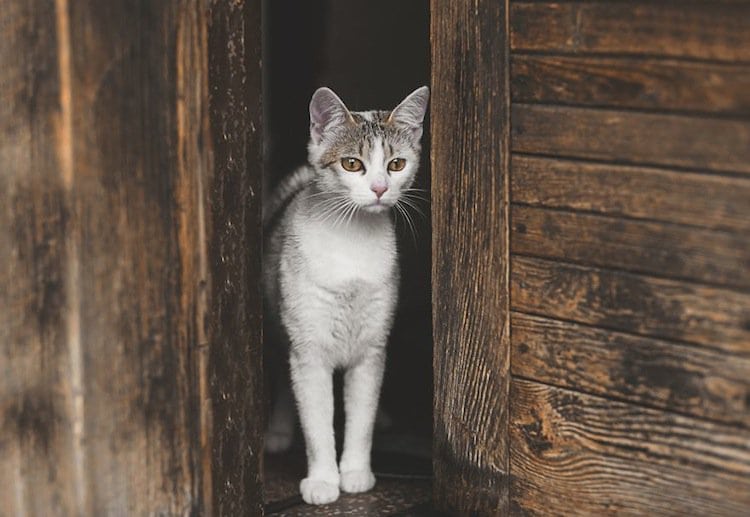 cat-door