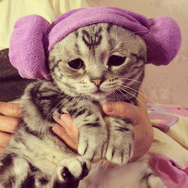 cat head towel