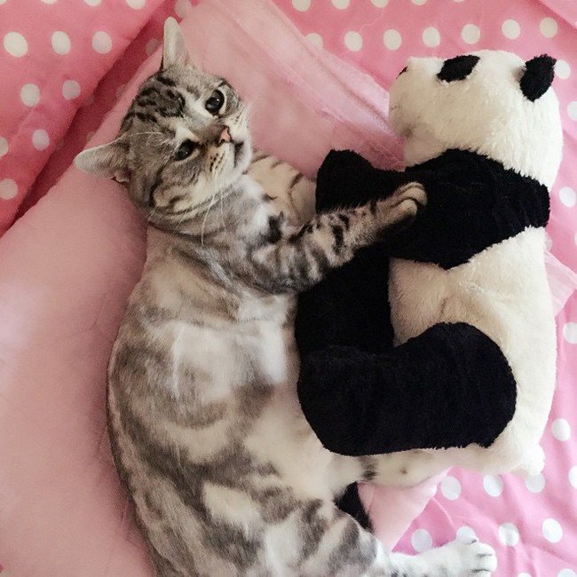 cat panda