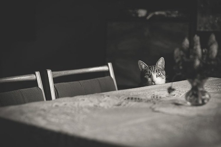 cat-table