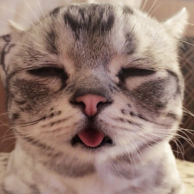 cat tongue eyes closed