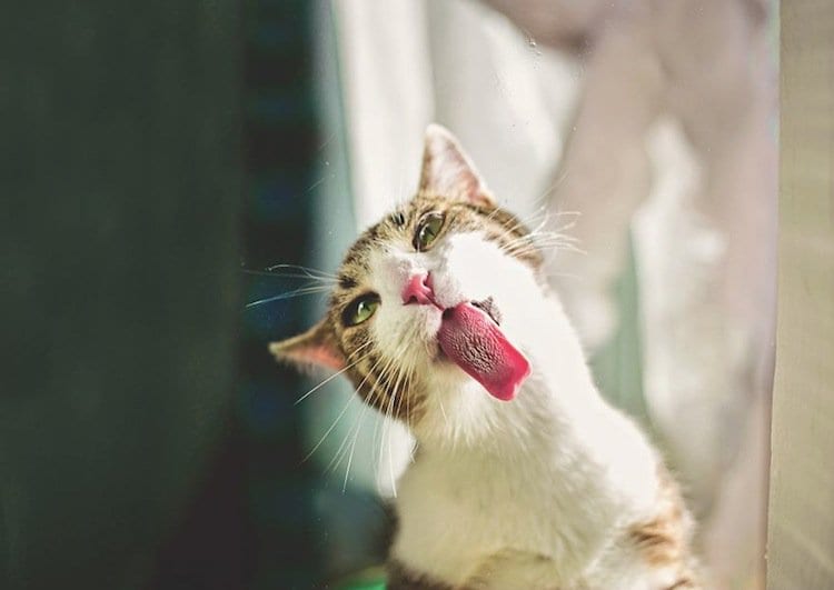 cat-tongue