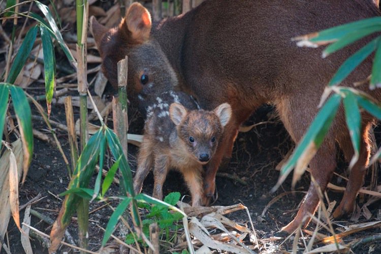 deer-small