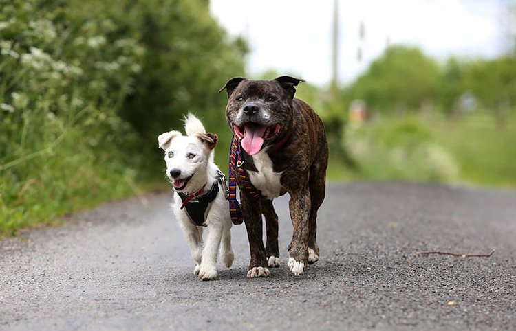 dog-besties